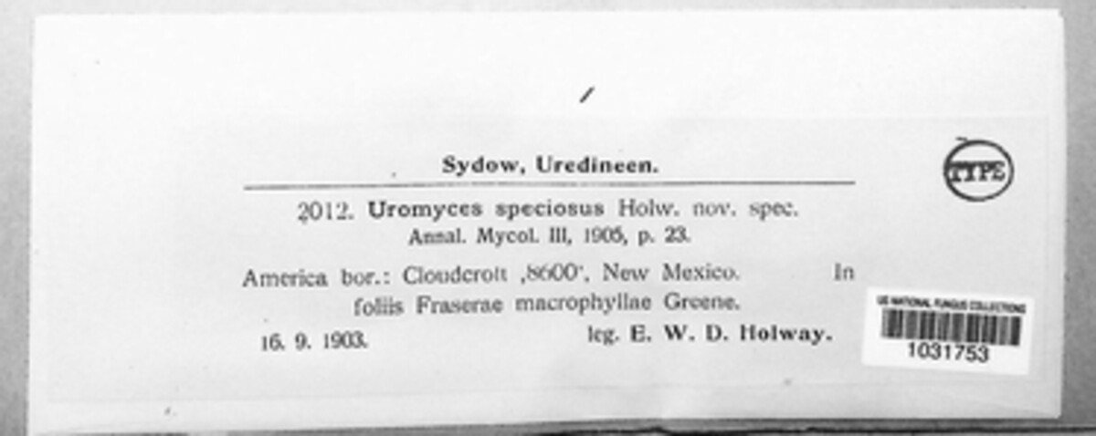 Uromyces speciosus image